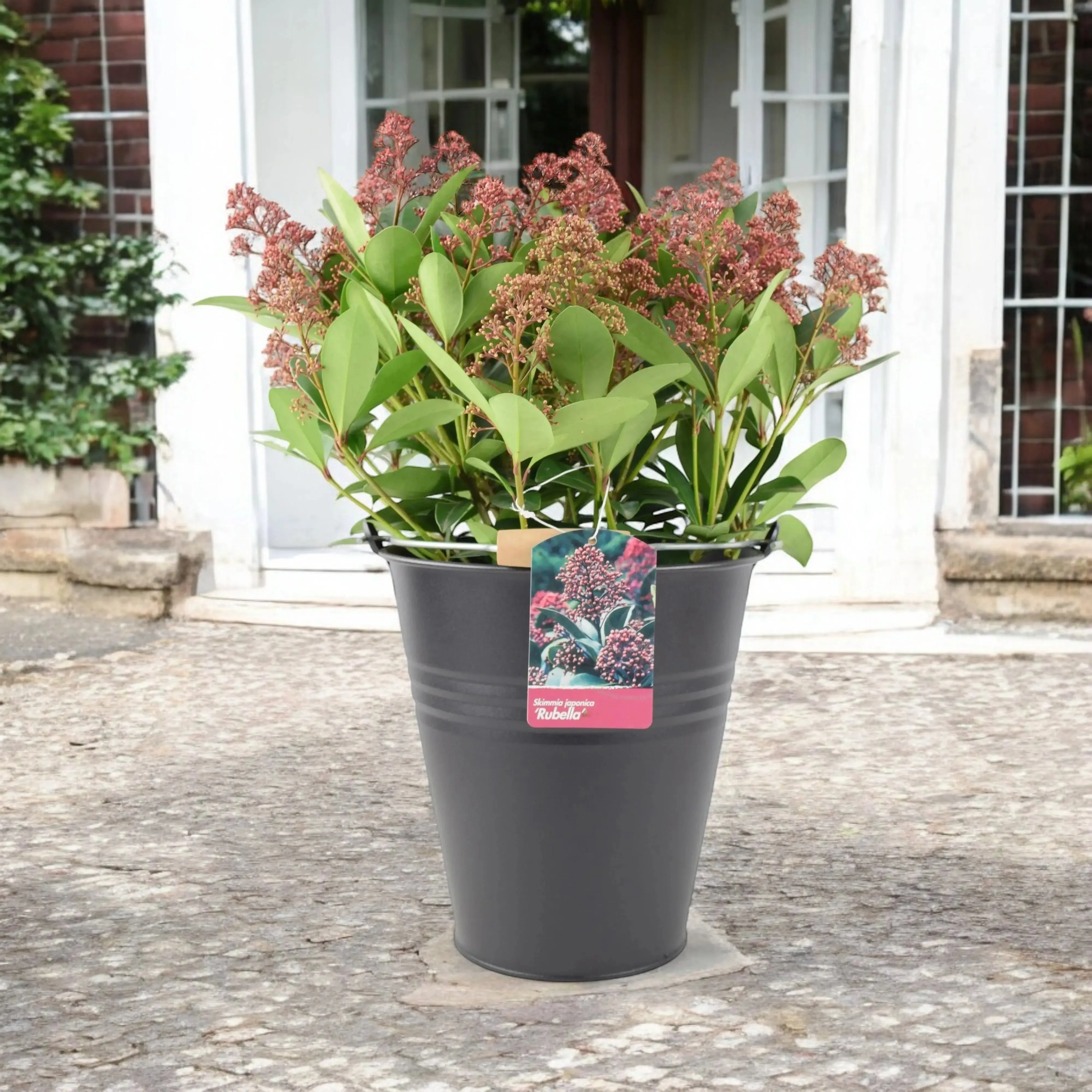 Skimmia Japonica Rubella 5L Pot