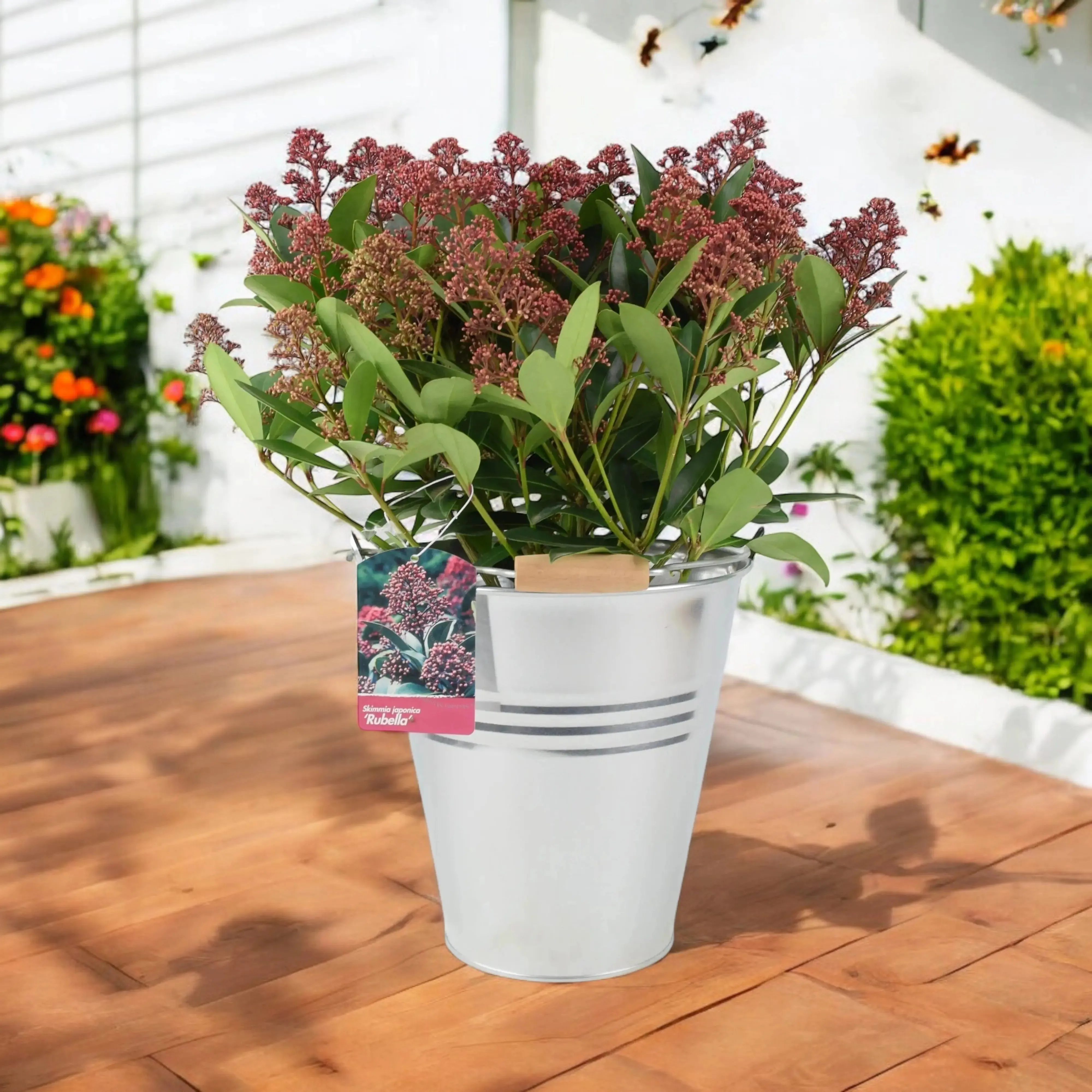 Skimmia Japonica Rubella 5L Pot