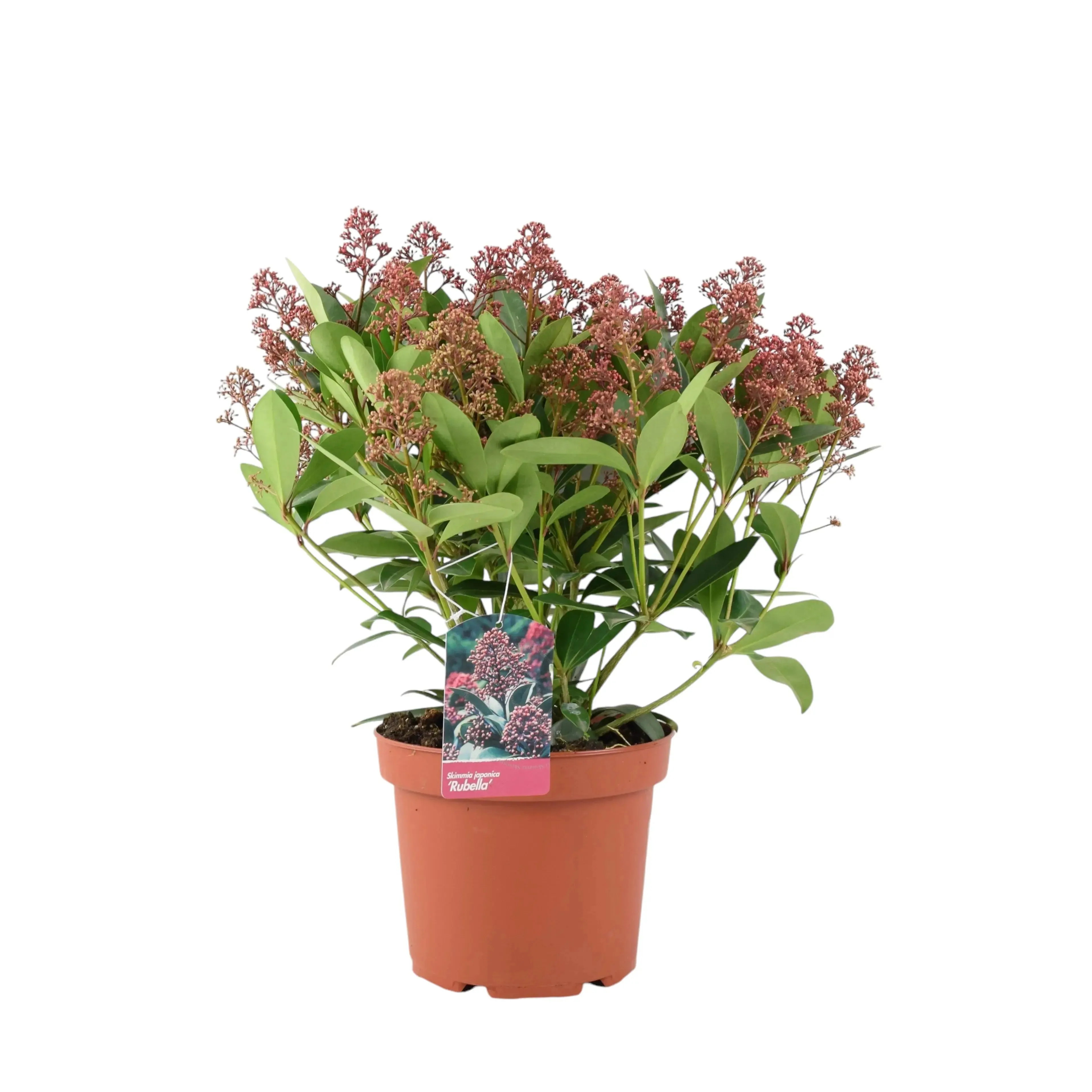 Skimmia Japonica Rubella 5L Pot