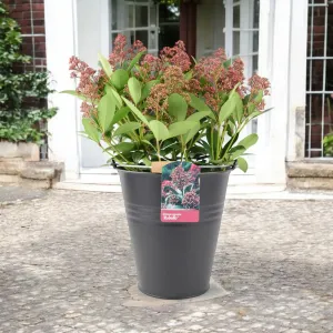 Skimmia Japonica Rubella 5L Pot