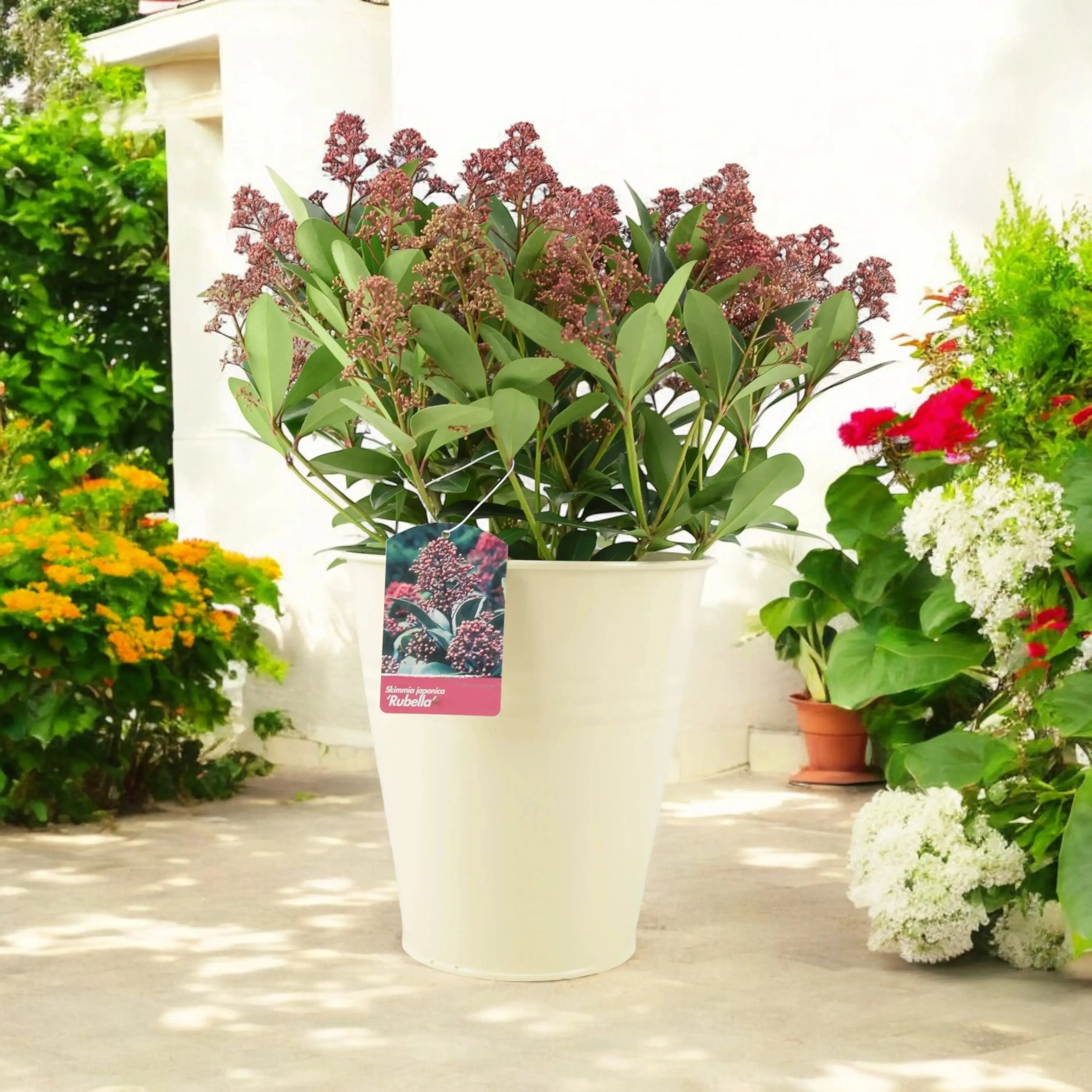 Skimmia Japonica Rubella 5L Pot